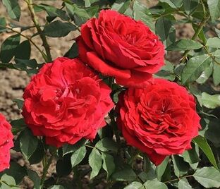 Роза Cherry Vaza (Черри Ваза) — фото 1