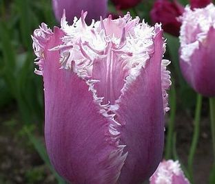 Тюльпан Камминс (Tulipa Cummins)