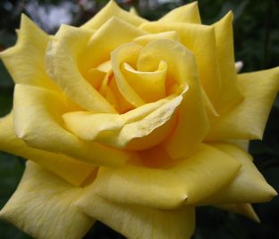 Роза Berolina (Беролина) — фото 1