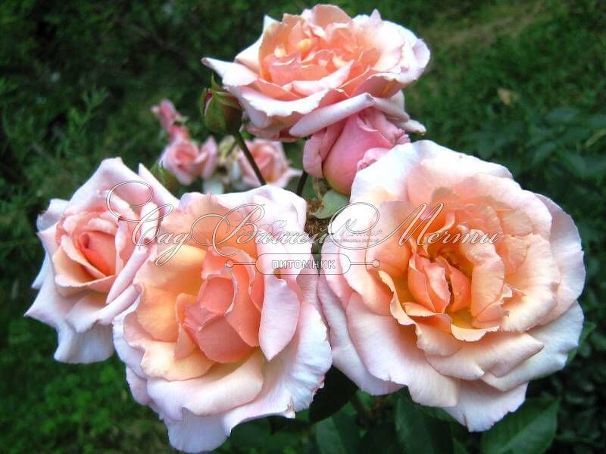 Роза Садовая кустовая