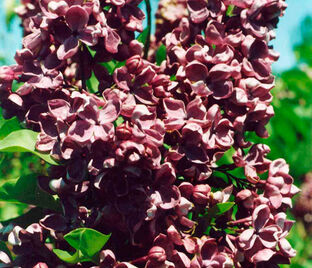 Сирень "Альван Р. Грант" / Syringa vulgaris "Alvan R.Grant"