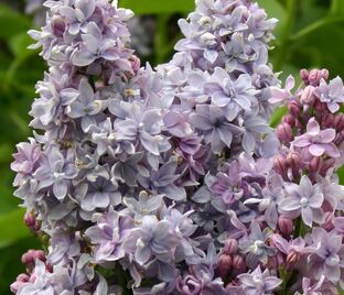 Сирень "Абель Карьерр" / Syringa vulgaris "Abel Carriere"