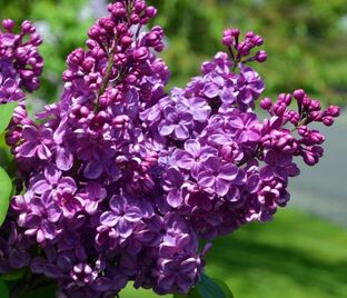 Сирень "Азенкур бьюти" / Syringa vulgaris "Agincourt Beauty"