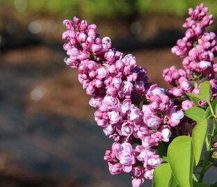 Сирень "Айгуль" / Syringa vulgaris "Aigul"