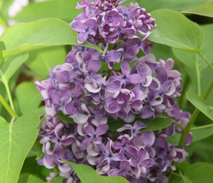 Сирень "Алексей Маресьев" / Syringa vulgaris "Alexey Maresjew"