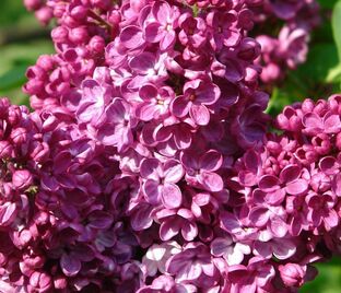 Сирень "Алеша" / Syringa vulgaris "Alesha"