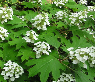 Гортензия дуболистная Пи Ви / Hydrangea quercifolia Pee Wee — фото 1