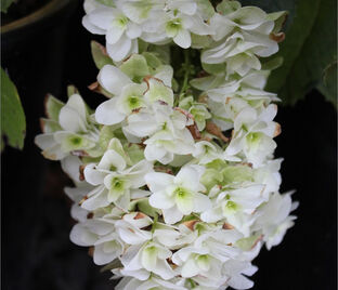 Гортензия дуболистная Сноу Джиант / Hydrangea quercifolia Snow Giant — фото 1