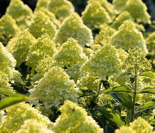 Гортензия метельчатая Коттон Крим / Hydrangea panniculata Cotton Cream — фото 1