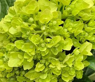 Гортензия метельчатая Мохито / Hydrangea panniculata Mojito — фото 1