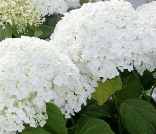 Гортензия древовидная Стронг Аннабель / Hydrangea arborescens Strong Annabelle — фото 1