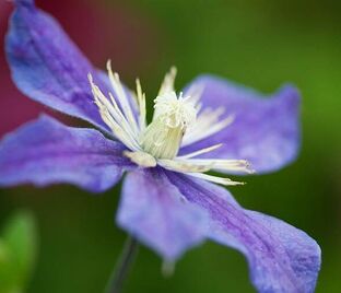 Клематис Арабелла / Clematis integrifolia Arabella — фото 1