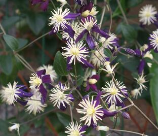 Клематис Ароматика / Clematis aromatica — фото 1