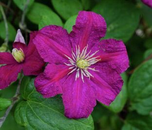 Клематис Барбара / Clematis Barbara — фото 1