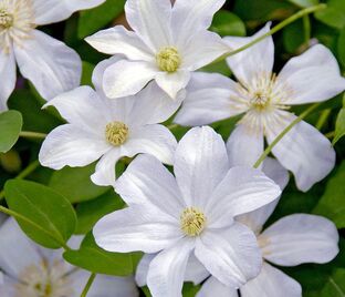 Клематис Хульдин / Clematis Huldine — фото 1
