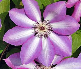 Клематис Серафина / Clematis Serafina — фото 1