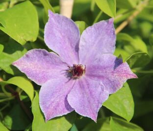 Клематис Скайфолл / Clematis Skyfall — фото 1