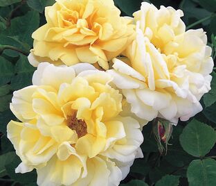 Роза Easlea's Golden Rambler (Исли Голден Рамблер) — фото 1
