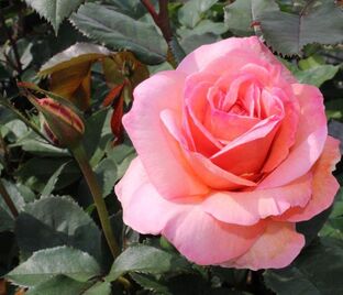 Роза Belle du Seigneur (Бэль дю Сэнер) — фото 1