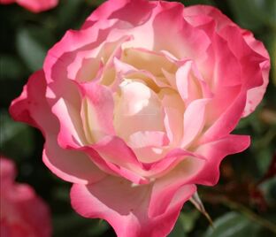 Роза Carmagnole (Карманьоль) — фото 1