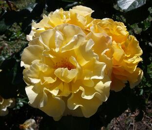 Роза Dorvaum (Дорваум) — фото 1