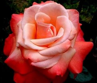 Роза Espoir de Lyse (Эспуар де Лиз) — фото 1