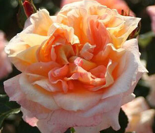Роза Terre de Feu (Тэр де Фё) — фото 1