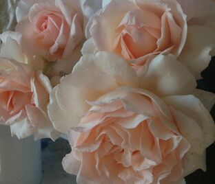 Роза Chandos Beauty (Чандос Бьюти) — фото 1