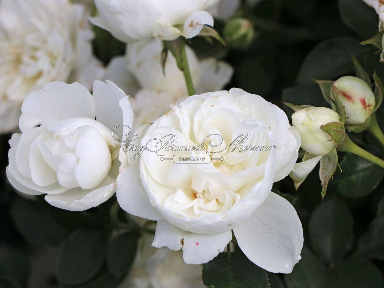 Роза White Babyflor (Уайт Бейбифлор) - Розы патио - Наши Розы - Каталог -  Kamelia-garden.ru