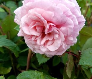 Роза Carminia (Карминиа) — фото 1