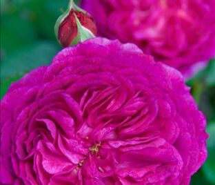 Роза Eufemia (Юфемия) — фото 1