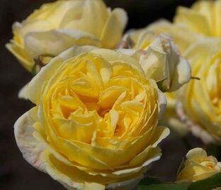 Роза Faustinia (Фаустина) — фото 1
