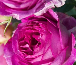 Роза Mebiose (Мёбиус) — фото 1