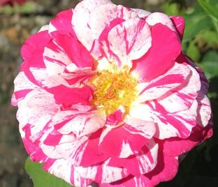 Роза Summer Candy (Саммер Кэнди) — фото 1