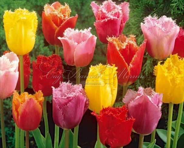 Тюльпан бахромчатый Микс (Tulipa Fringed Mix) - Тюльпаны Бахромчатые - Тюльпаны - Луковичные - Каталог - Kamelia-gardens.ru