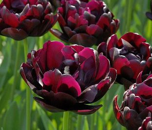 Тюльпан Блэк Хиро (Tulipa Black Hero) — фото 1