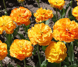 Тюльпан Бьюти оф Апельдорн (Tulipa Beauty of Apeldoorn) — фото 1