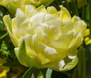 Тюльпан Верона (Tulipa Verona) — фото 1
