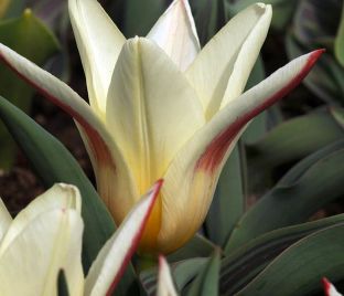 Тюльпан Иоганн Штраус (Tulipa Johann Strauss)