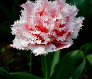 Тюльпан Куинсленд (Tulipa Queensland)