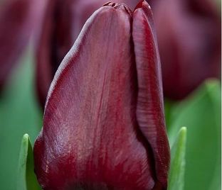 Тюльпан Датч Дизайн Tulipa Dutch Design оптом: купить в Москве от производителя - питомника ЦветКом