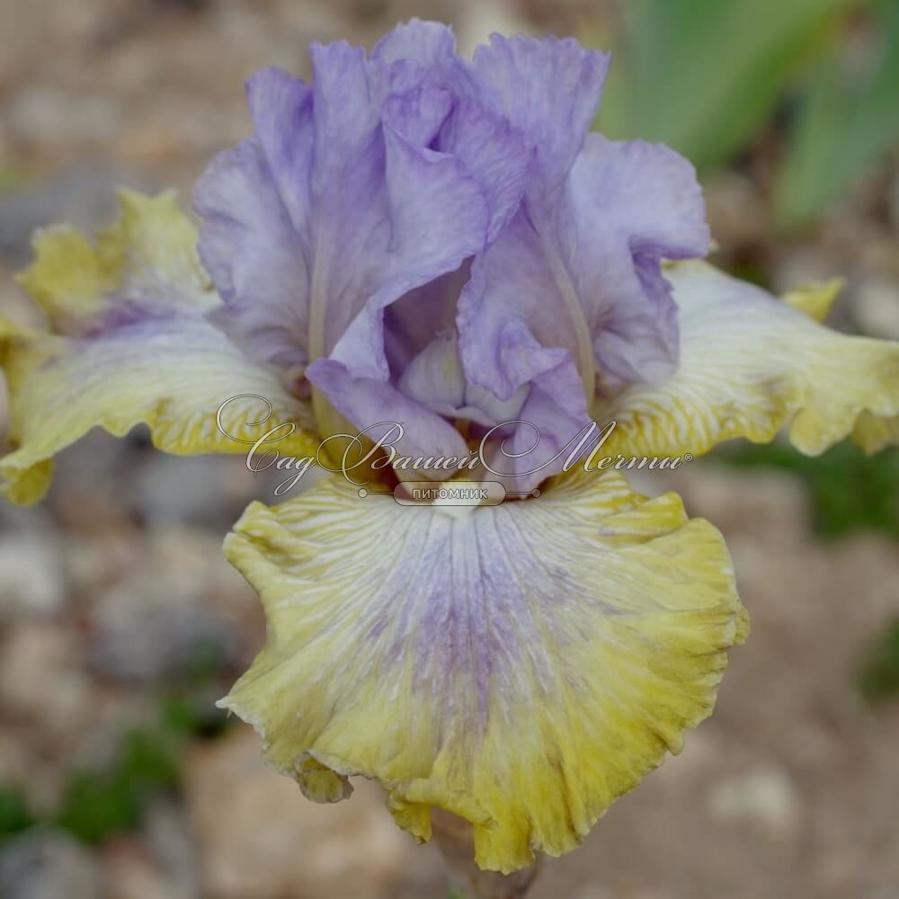 Iris lucky. Ирис fabulous Fortune. Ирис Dancing on Air. Ирис дансинг Стар. Ирис флаффи Пиллоус.