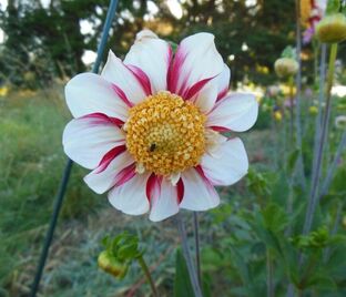 Георгин Бон Одори (Dahlia Bon Odori) — фото 1