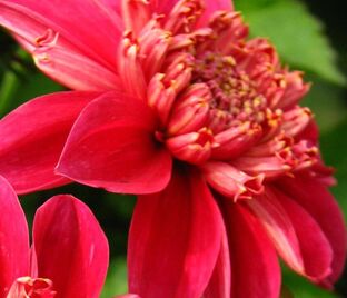 Георгин Инка (Dahlia Inca) — фото 1