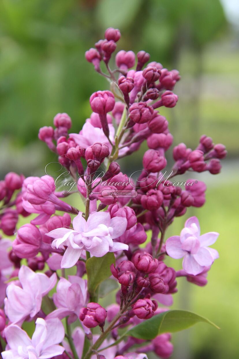 Поль дешанель сирень фото Сирень "Поль Дешанель" / Syringa vulgaris "Paul Deschanel" - Купить саженцы сире