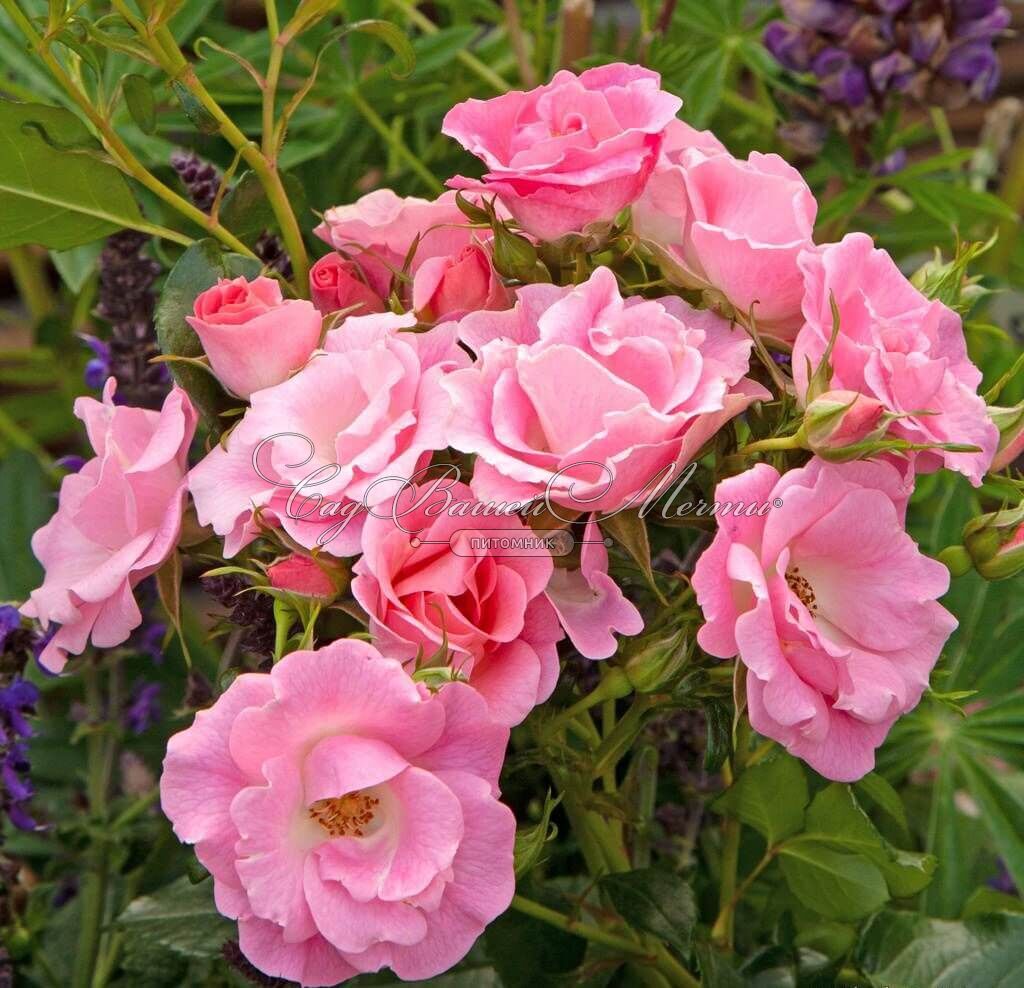 Свит хоней роза флорибунда фото и описание