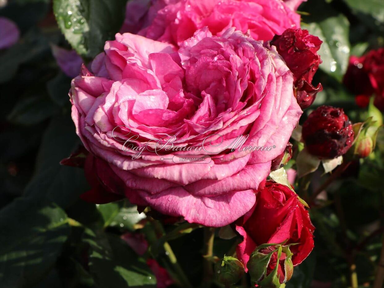Роза каффе фассетт роуз фото и описание