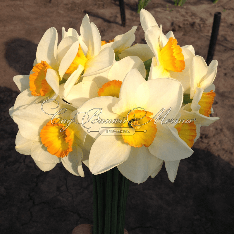 Нарцисс Флауэр Рекорд (Narcissus Flower Record) - фото 9 Нарцисс Флауэр Рекорд (Narcissus Flower Record) - фото 9