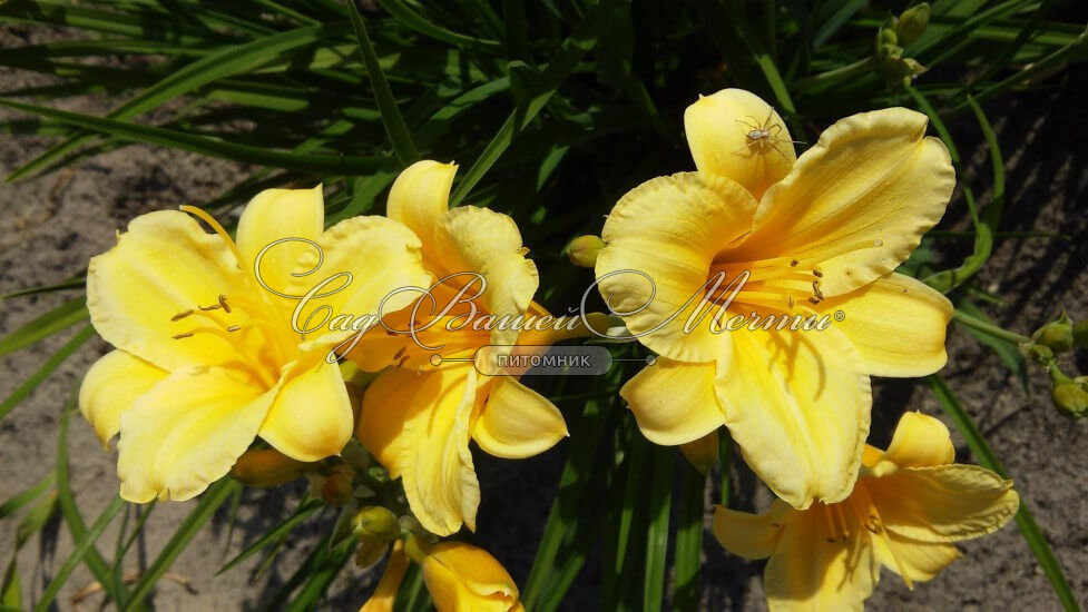 Лилейник гибридный Мини Стелла (Hemerocallis hybrid Mini Stella)