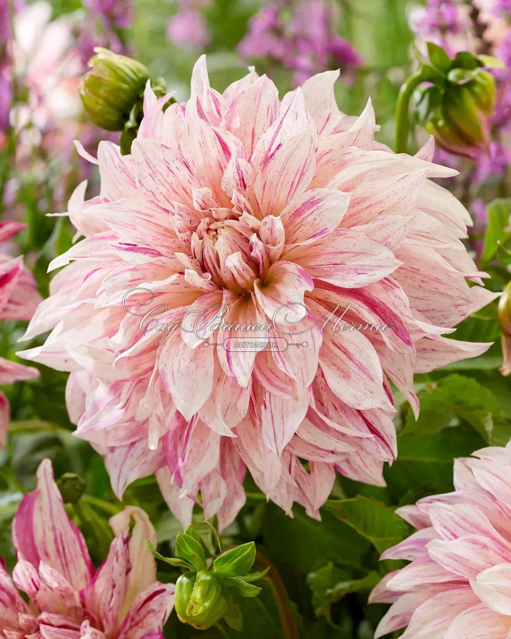 Георгин Кафе о Лейт Твист (Dahlia Cafe au Lait Twist) - фото 9 Георгин Кафе о Лейт Твист (Dahlia Cafe au Lait Twist) - фото 9